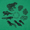 Frog Life Cycle Diagram from Eggs to Tadpole to Frog